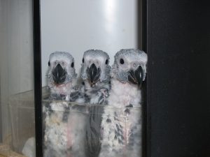 World of Birds